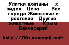 Улитки ахатины  2-х видов › Цена ­ 0 - Все города Животные и растения » Другие животные   . Крым,Бахчисарай